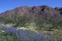 13JoshuaTree - 13